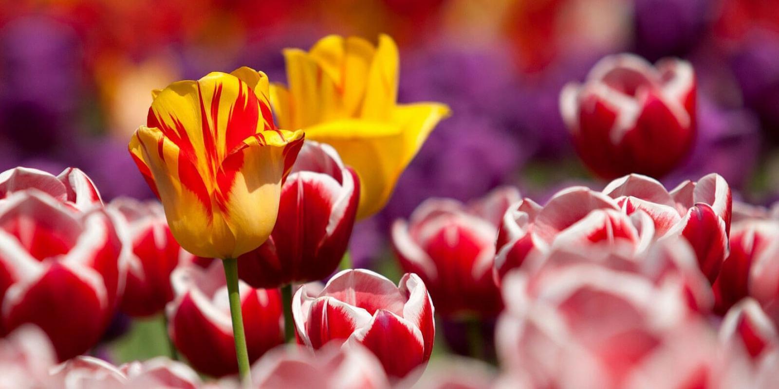 the most beautiful tulips from Kwekerij Borst Bloembollen